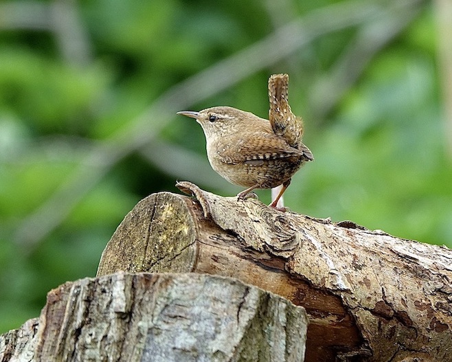 wren